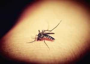 יתושים מושפעים מזילה בדוד